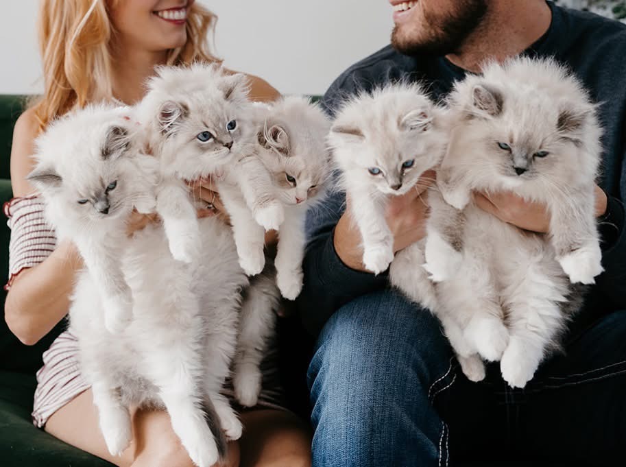 Two people on a green sofa each holding an armful of pale Ragdoll kittens